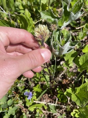 Castilleja parviflora