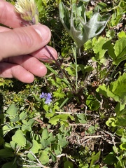 Castilleja parviflora