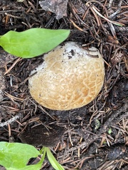 Catathelasma ventricosum