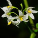 Solanum americanum - Photo (c) Reiner Richter, μερικά δικαιώματα διατηρούνται (CC BY-NC-SA), uploaded by Reiner Richter