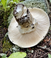 Catathelasma ventricosum