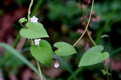 Ipomoea plebeia