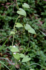 Ipomoea plebeia