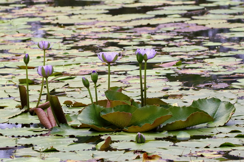 Image of Nymphaea gigantea by no rights reserved