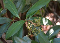 Ardisia escallonioides image