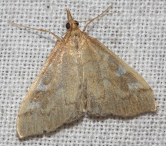 Udea hyalistis