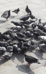 Columba livia domestica