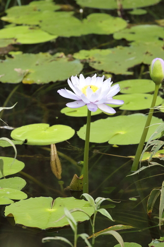 Giant waterlily (Nymphaea gigantea)