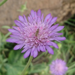 Phthiriinae