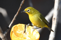 Cape White-Eye photo 2