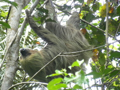 Choloepus didactylus