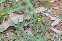Zornia dyctiocarpa