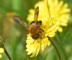 Andrena thoracica