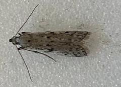 Phycitodes mucidella