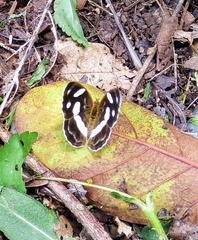Dynamine dyonis