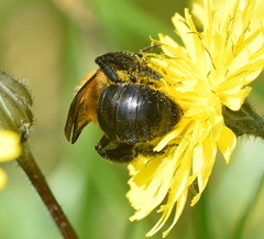 Andrena thoracica