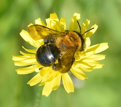 Andrena thoracica