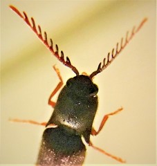 Dicrepidius corvinus
