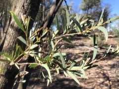 Acacia catenulata