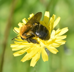Andrena thoracica