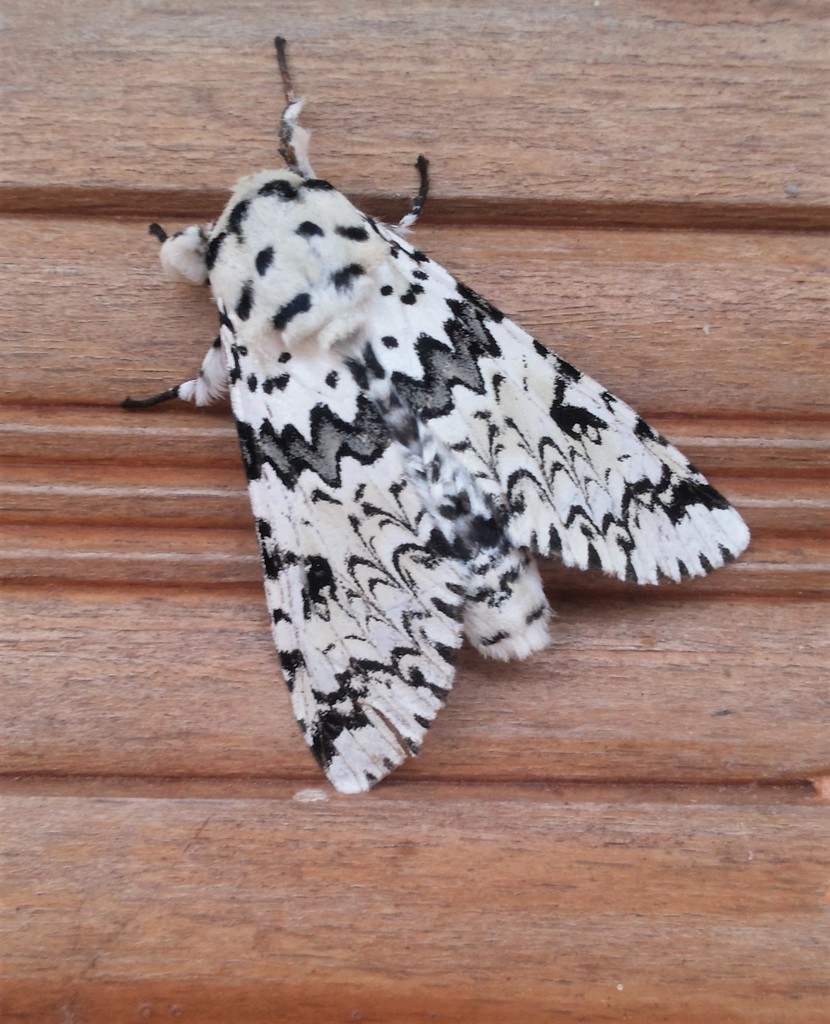 Kamalia priapus
