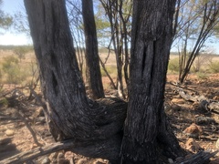 Acacia catenulata