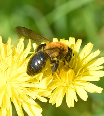 Andrena thoracica