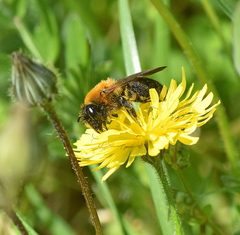 Andrena thoracica