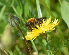Andrena thoracica