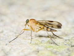 Rhagio strigosus