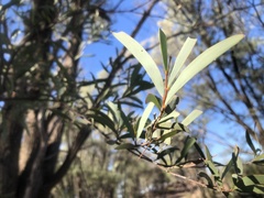 Acacia catenulata