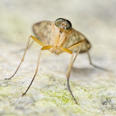 Rhagio strigosus