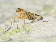 Rhagio strigosus