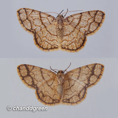 Heterostegane warreni