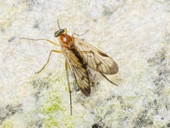 Rhagio strigosus