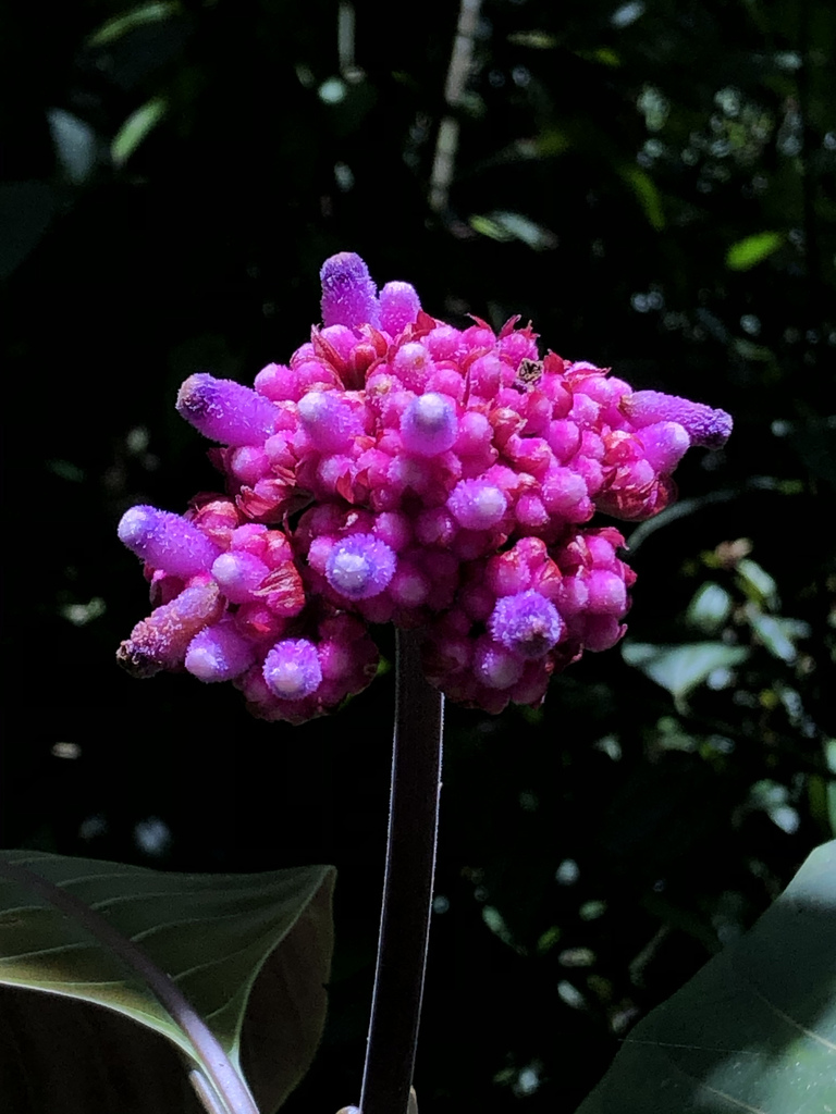 Palicourea paulina