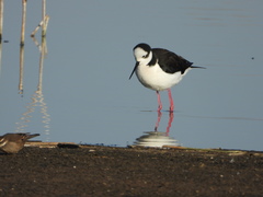 Himantopus mexicanus