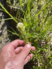 Castilleja parviflora