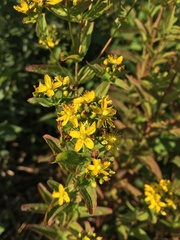 Hypericum punctatum