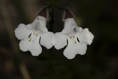 Prostanthera sejuncta