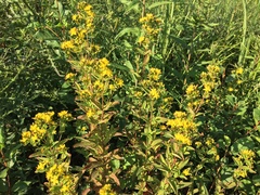 Hypericum punctatum