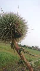 Protaetia cuprea ignicollis