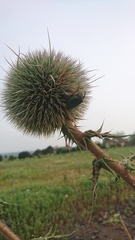 Protaetia cuprea ignicollis