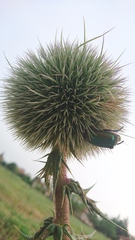 Protaetia cuprea ignicollis