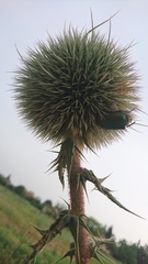 Protaetia cuprea ignicollis