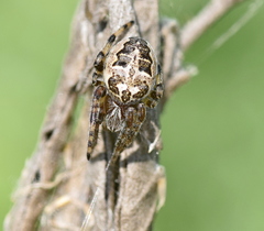 Larinioides suspicax
