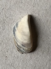 Dreissena polymorpha