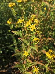 Hypericum punctatum