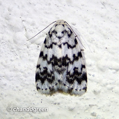 Aemene taprobanis