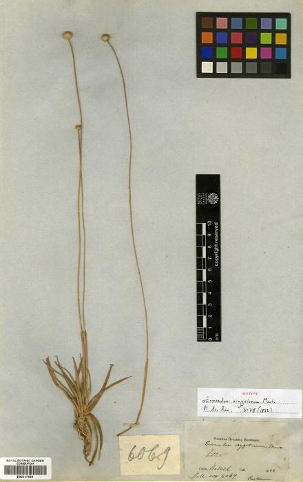 Eriocaulon oryzetorum (Eriocaulon oryzetorum)